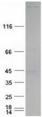 Coomassie blue staining of purified EIF4G1 protein.